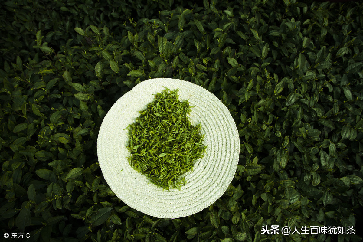 百度龙井茶的功效_龙井白茶功效与作用_