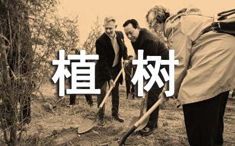 关于植树活动方案（通用13篇）