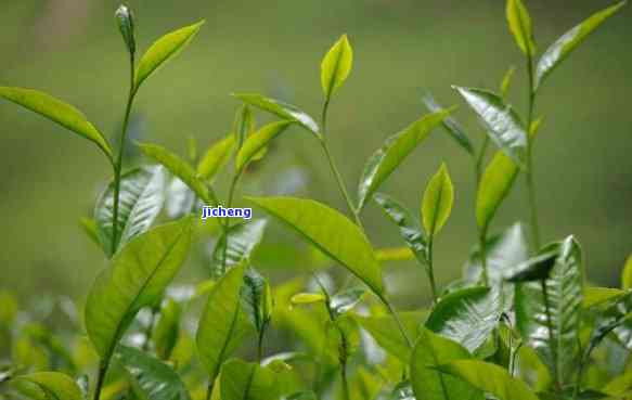 茶的本质是什么-茶的本质是什么英语