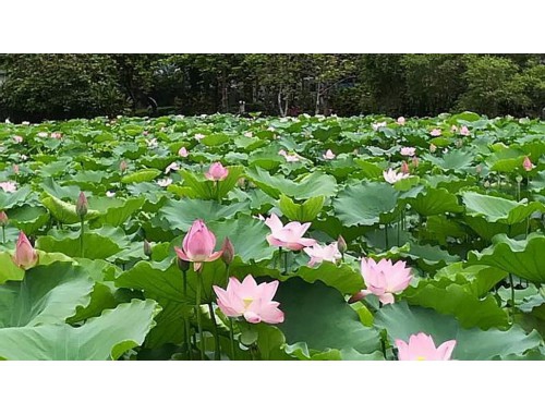 春节想发美照，怎样杜绝「照骗感」显出「天然美貌感」？是你本人，但更好看！