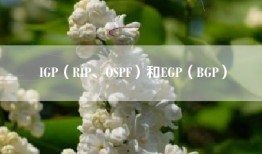 IGP（RIP、OSPF）和EGP（BGP）