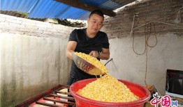 贵州福泉：司机＂跳槽＂养豪猪 带领乡邻共小康