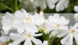 牛牛免费视频直播