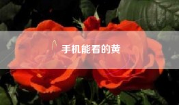 手机能看的黄