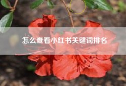 怎么查看小红书关键词排名