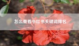 怎么查看小红书关键词排名