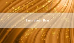 Facts about Bear