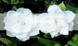 自媒体如何运行