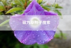 磁力草种子搜索
