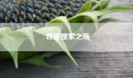 百度搜索之殇
