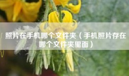 照片在手机哪个文件夹（手机照片存在哪个文件夹里面）