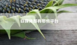 自媒体都有那些平台