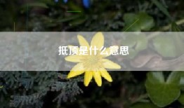 抵顶是什么意思
